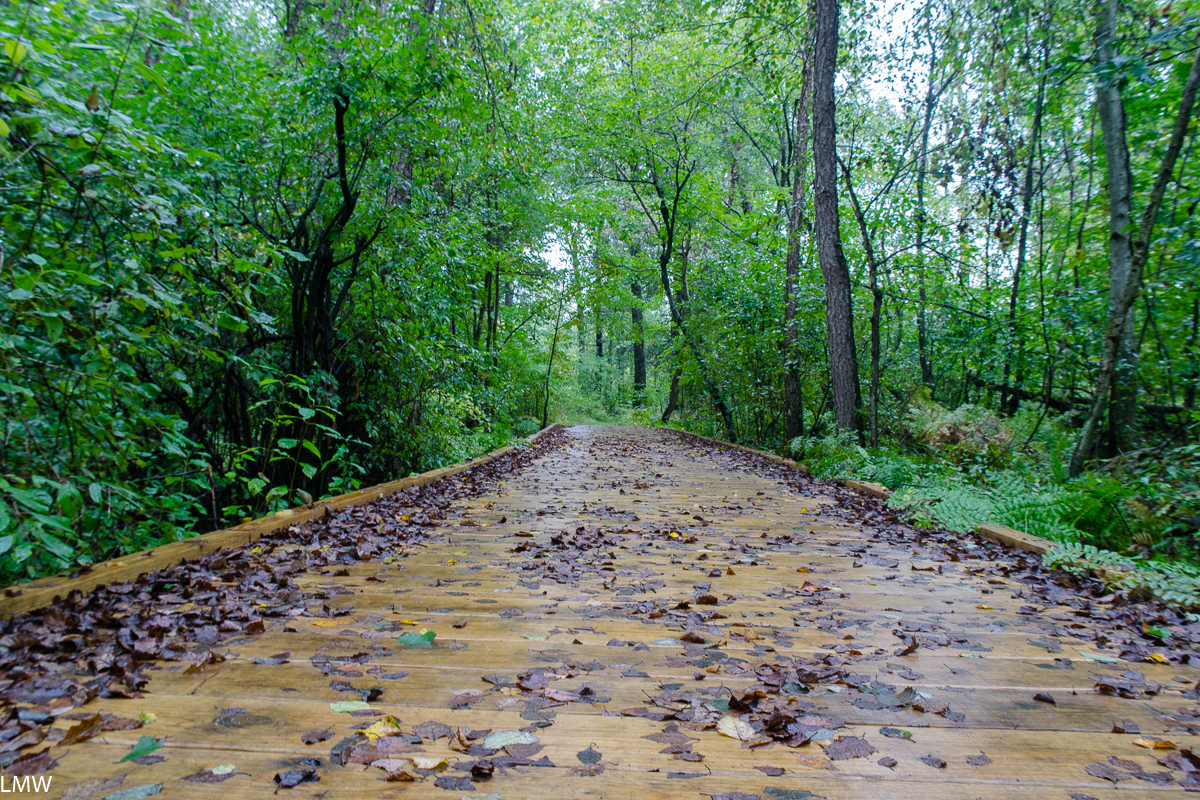 Image of hiking trail at Buckhorn State Park.